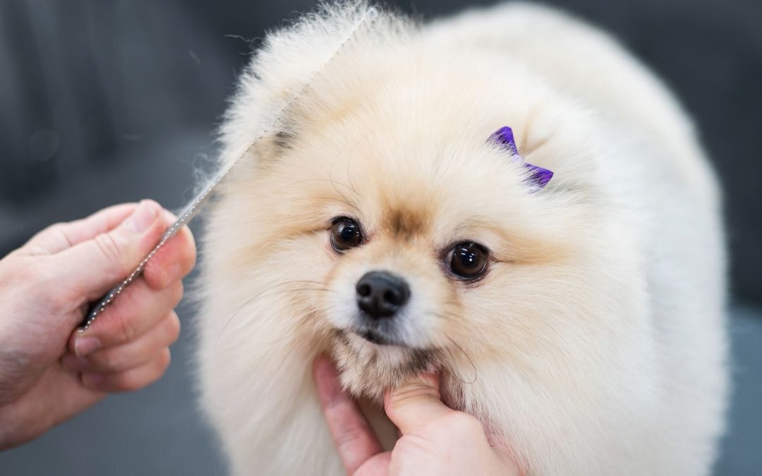 Dog Grooming Schedule: How Often Should You Do It?