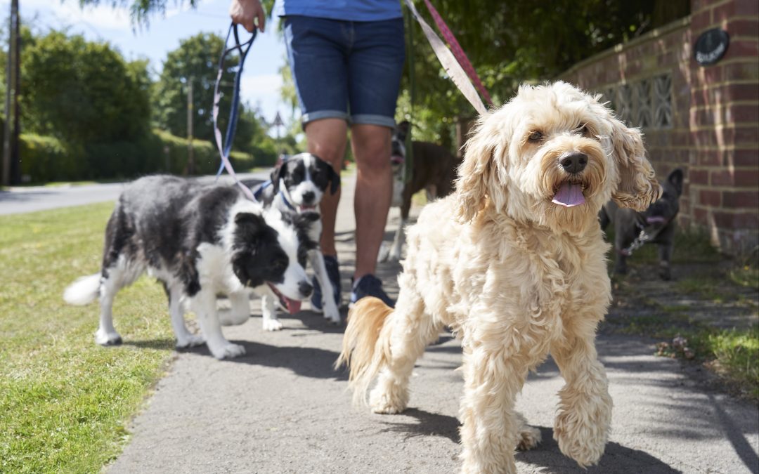 How Dog Exercise Boosts Health and Signs Your Dog Needs More