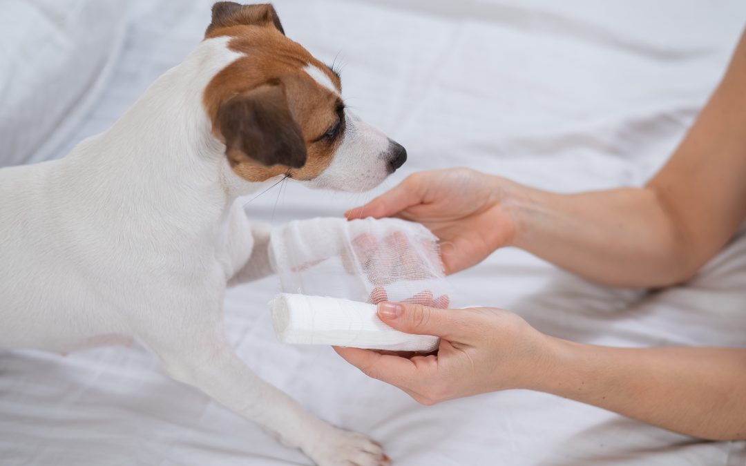 First Aid for Dogs: How to Handle Minor Injuries at Home
