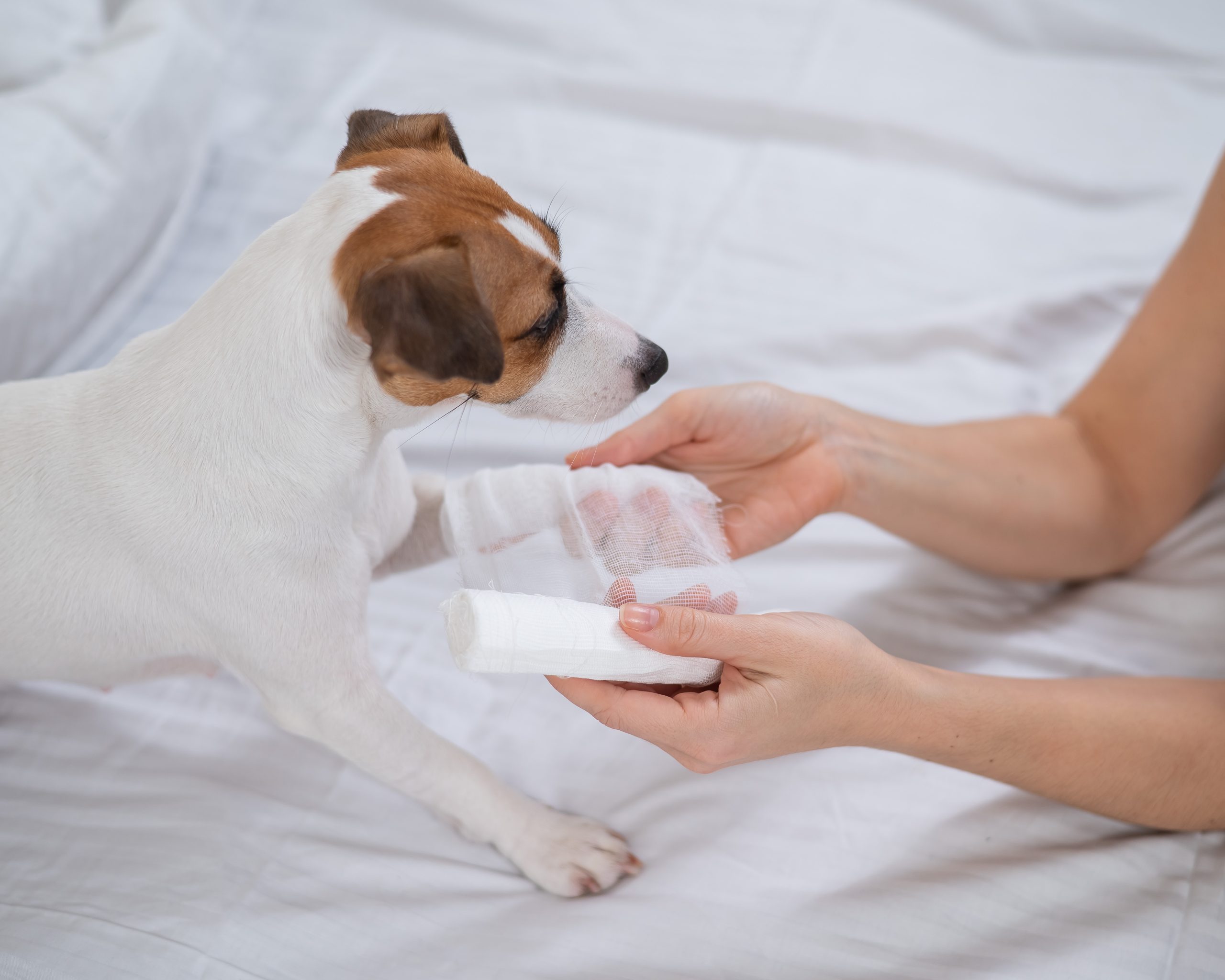 First Aid for Dogs: How to Handle Minor Injuries at Home First Aid for Dogs: How to Handle Minor Injuries at Home