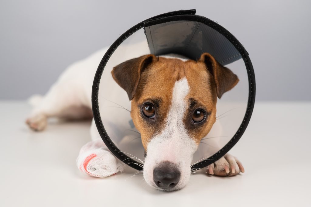 First Aid for Dogs: How to Handle Minor Injuries at Home 1 47584828 jack russell terrier dog with a bandaged paw in a cone collar