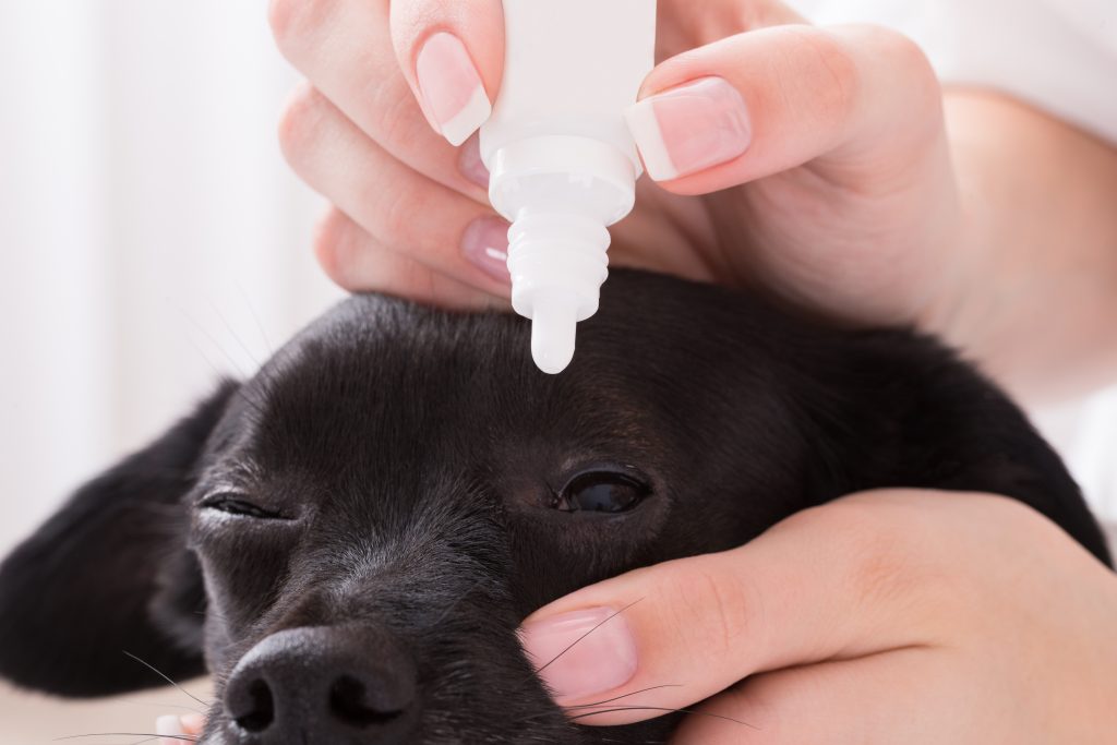 First Aid for Dogs: How to Handle Minor Injuries at Home 3 74297572 vet applying eye drop in dogs eye