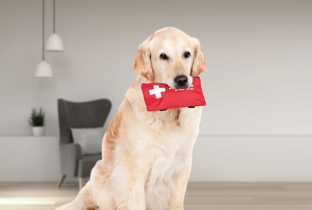 First Aid for Dogs: How to Handle Minor Injuries at Home 2 for blog post