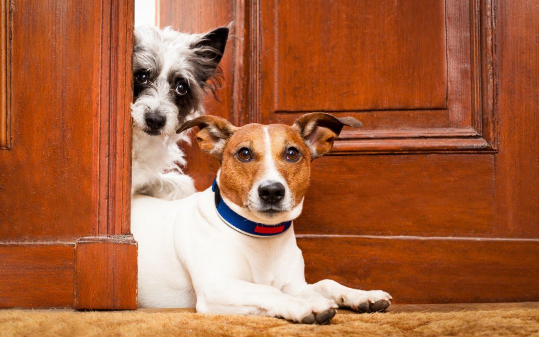 Dog Boarding vs. Dog Sitting: What’s Best for Your Dog’s Personality?