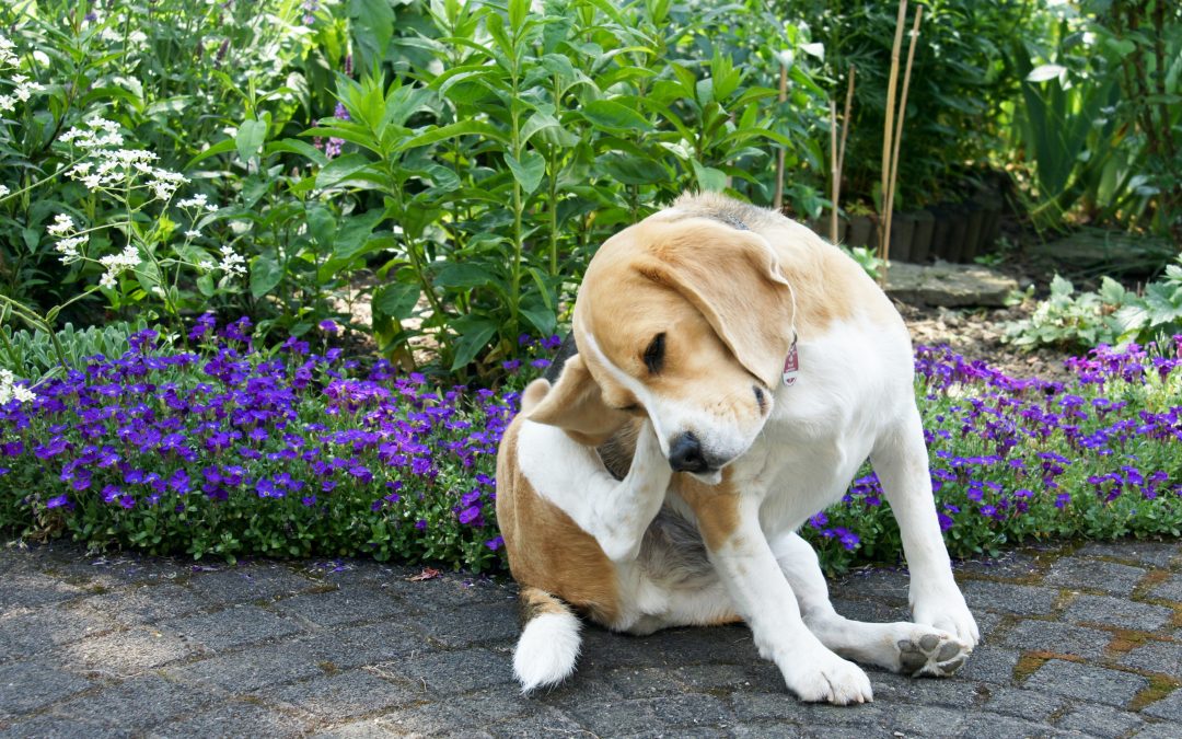 Itchy Dog Ears: Common Causes and Treatment Tips