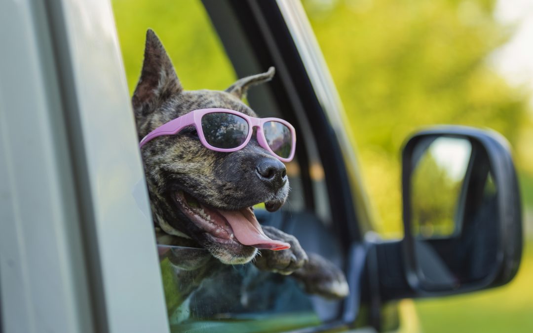 Traveling with Dogs: Essential Tips for a Stress-Free Trip