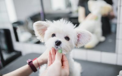 Grooming Puppies: How to Start Early for a Lifetime of Comfort