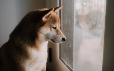 Is Your Dog Lonely While You’re Away? Here’s How Pet Sitting Can Help
