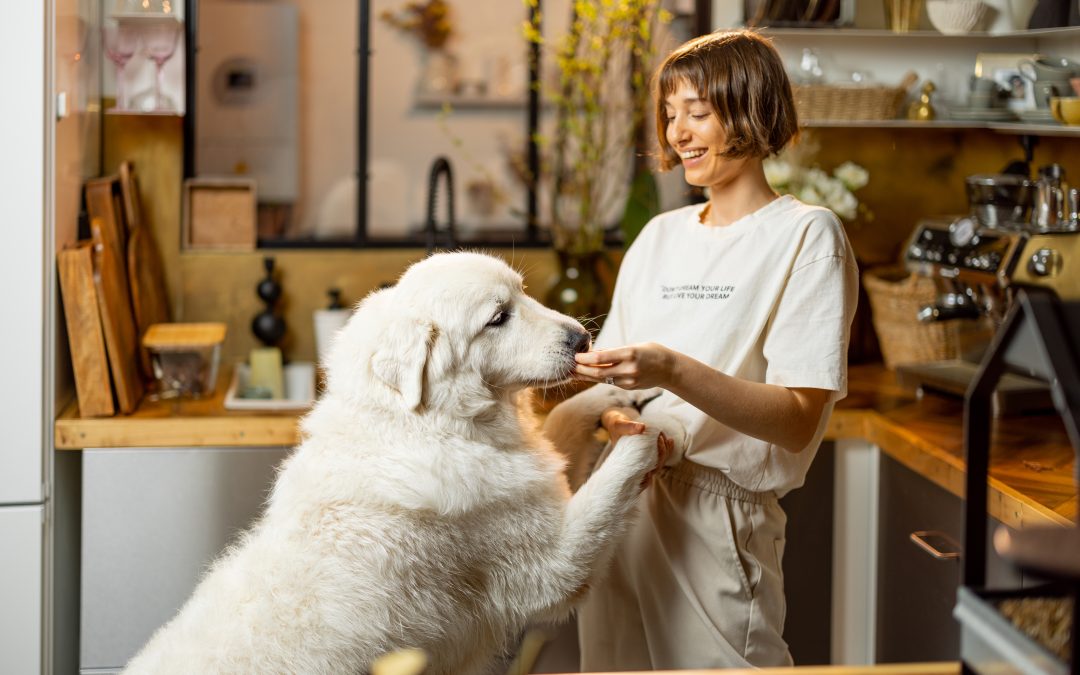 Probiotics vs Prebiotics for Dogs: Key Differences and Gut Health Benefits