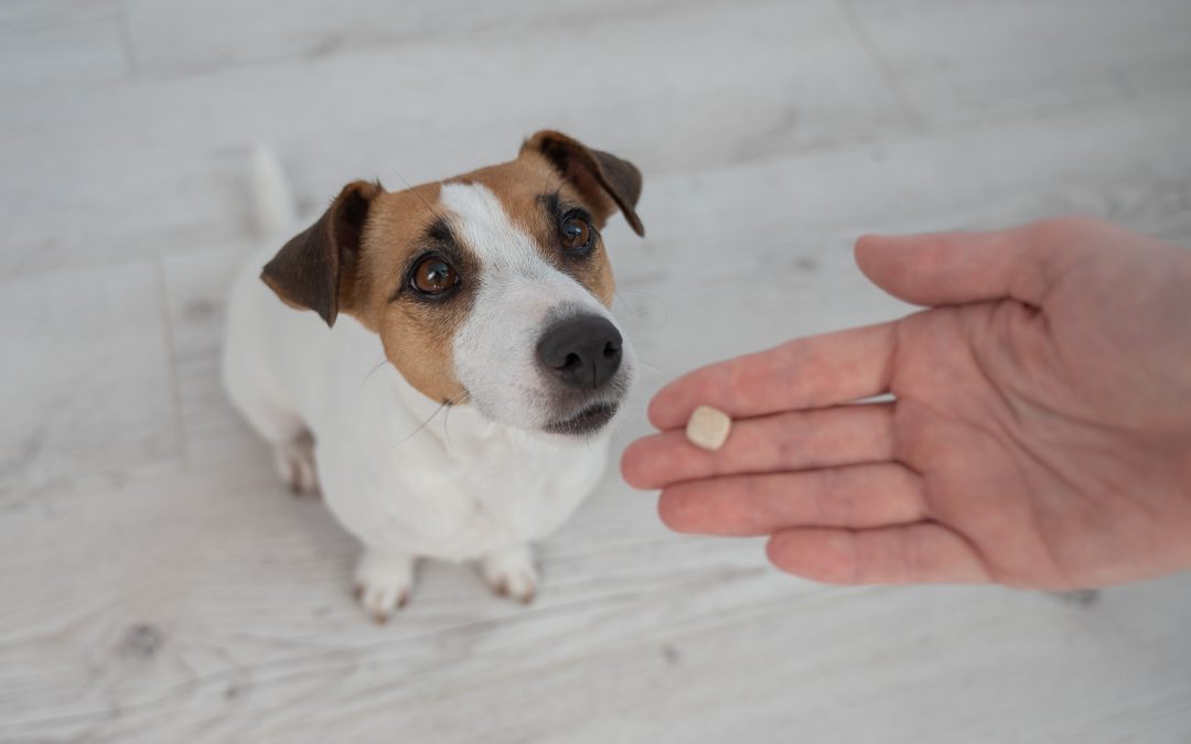 How the Right Dog Vitamins and Minerals Support Lifelong Wellness