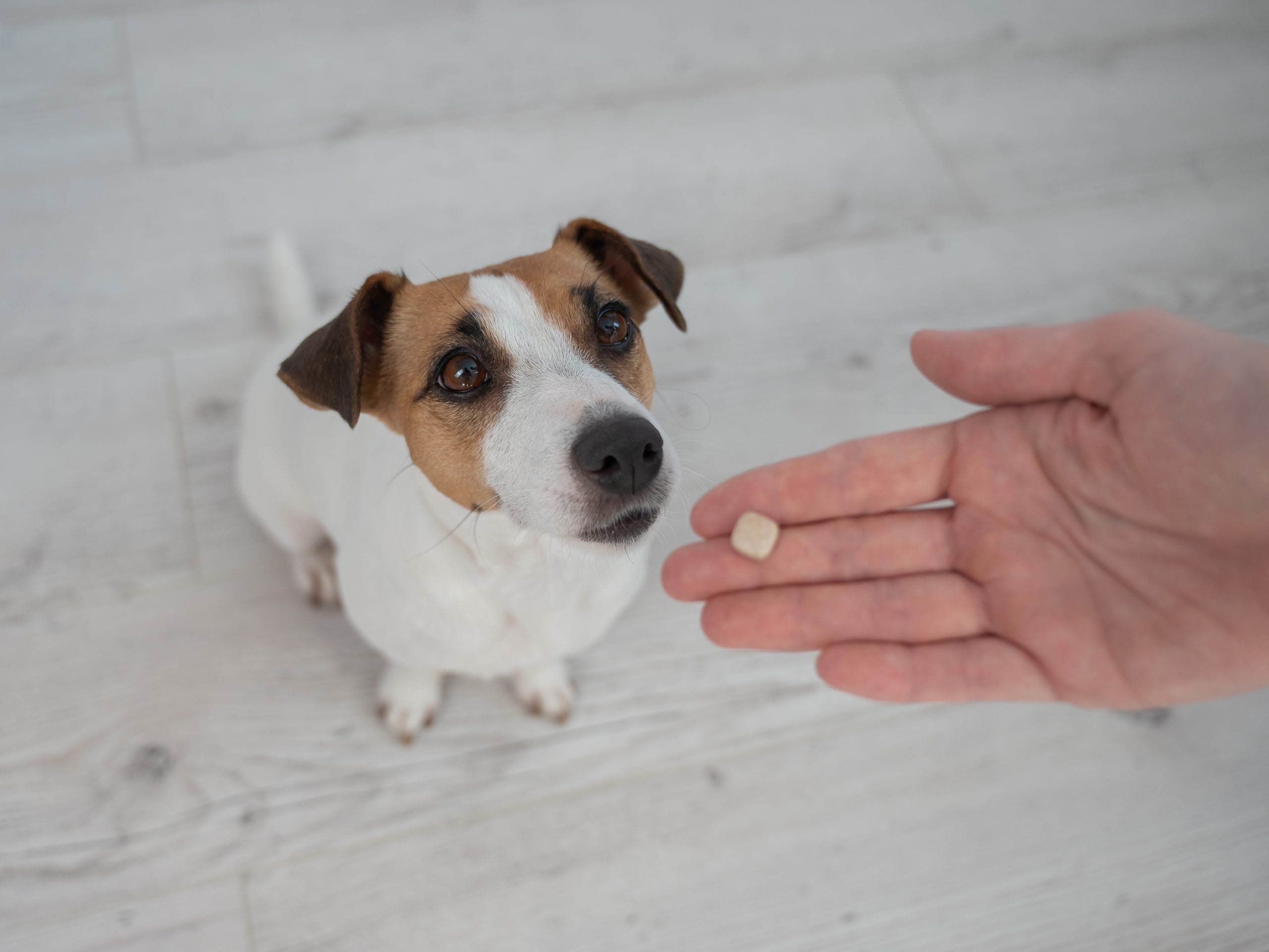 How the Right Dog Vitamins and Minerals Support Lifelong Wellness