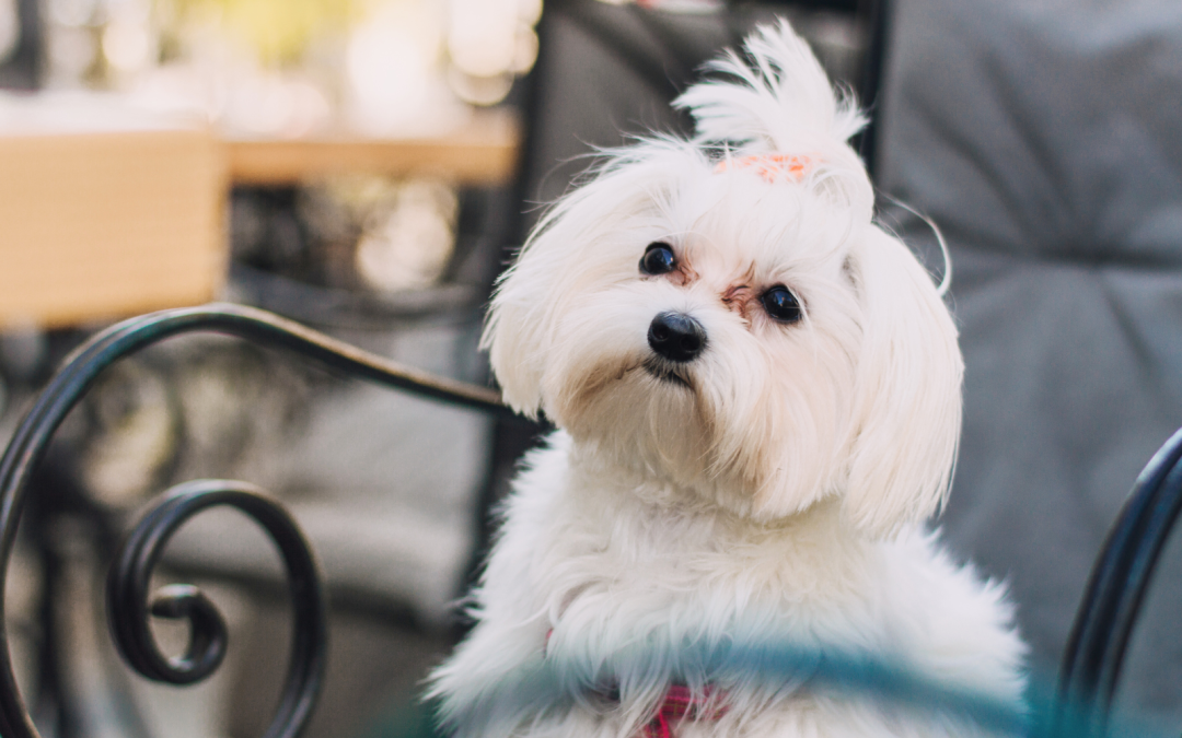 Tear Stains in Dogs: Natural Remedies, Causes, and Prevention Tips