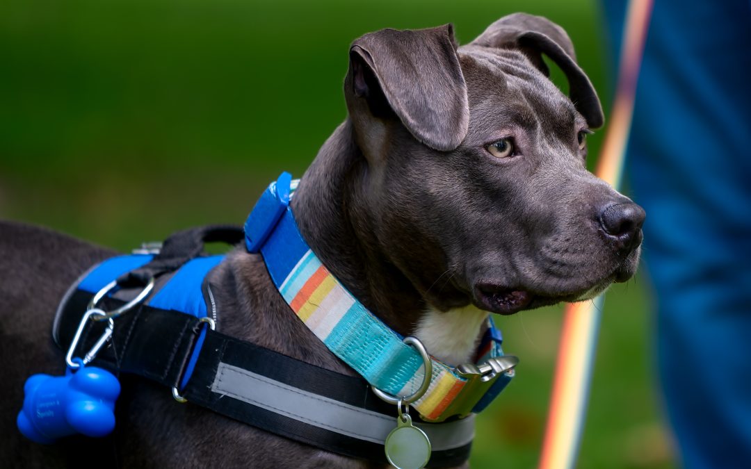 Dog Harness and Collar: How to Pick the Right One for Your Pet