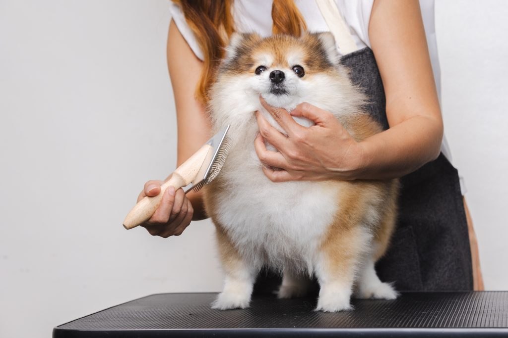 female barber combing dog hair in beauty salon 2024 12 07 22 29 54 utc