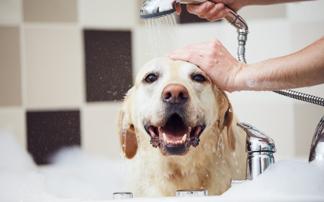 Grooming for Senior Dogs: Best Practices for Older Pets