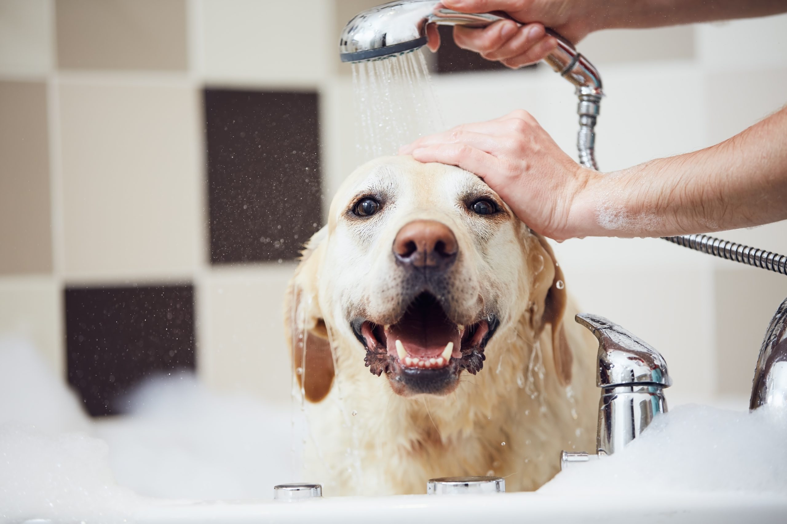 Grooming for Senior Dogs: Best Practices for Older Pets