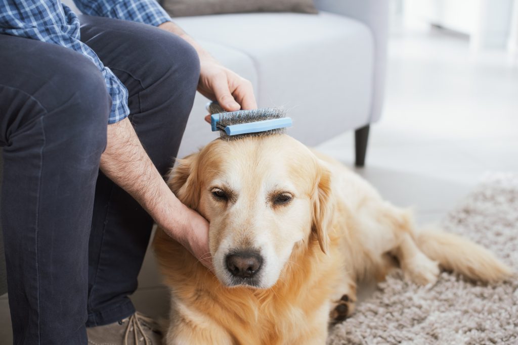 man brushing his dog at home 2025 01 08 00 01 02 utc