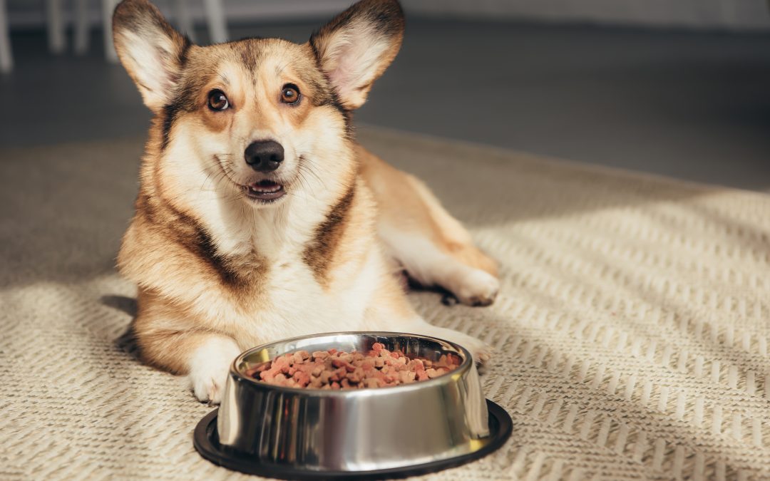 Understanding Dog Food Allergies vs. Intolerances: How to Adapt Their Diet