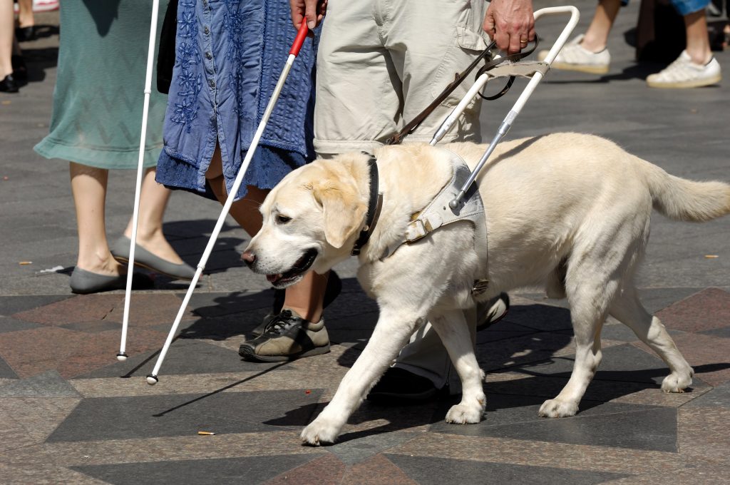 1209948 guide dog