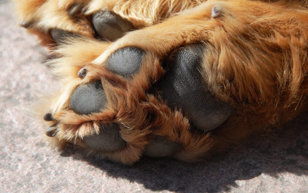 Healthy Dog Paws: Understanding Cracks, Pads, and Care Tips