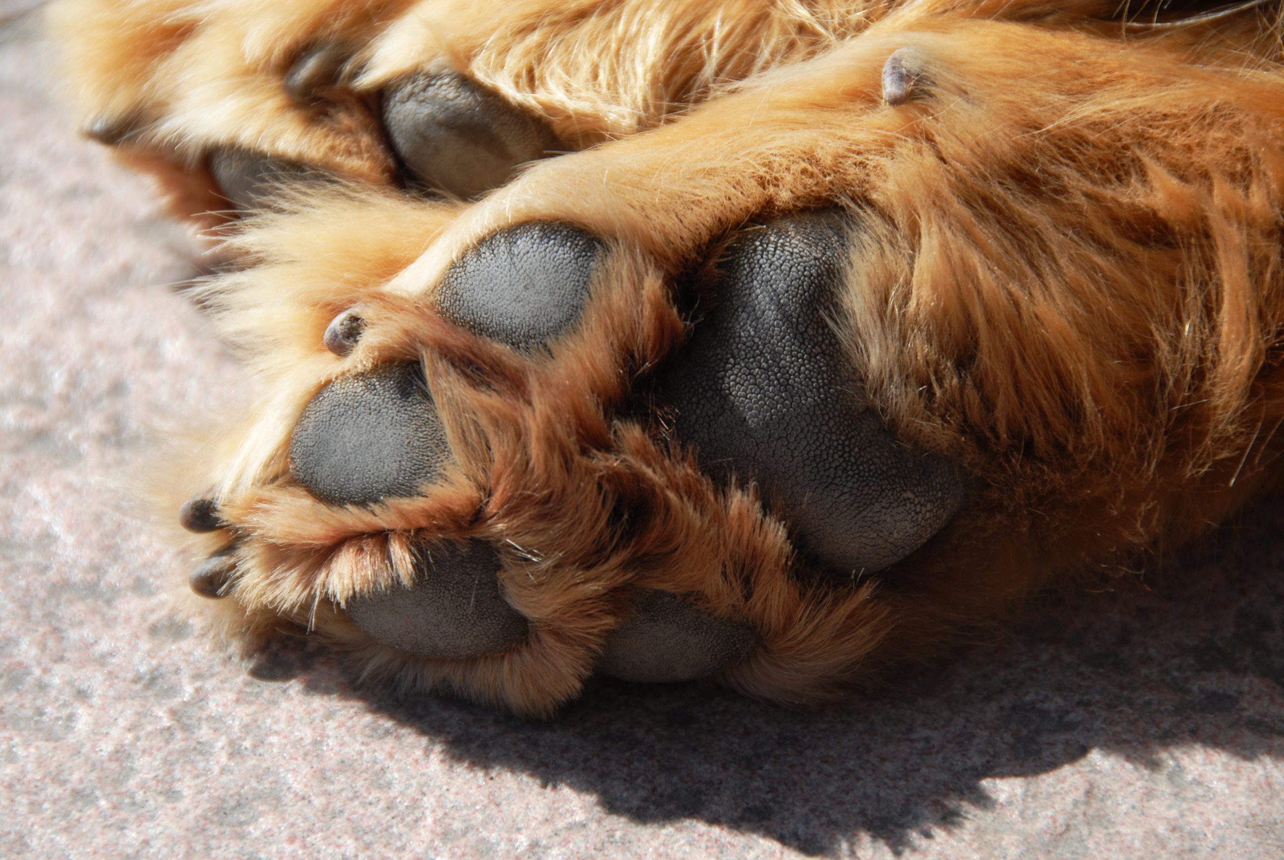 Healthy Dog Paws: Understanding Cracks, Pads, and Care Tips