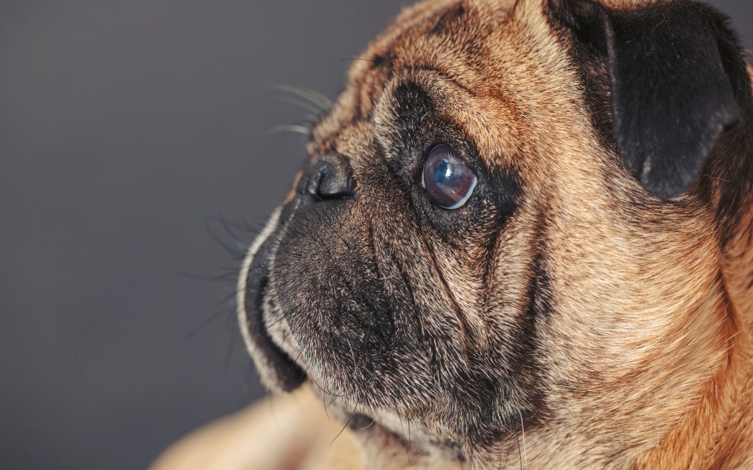 Understanding and Caring for Flat-Faced Dogs