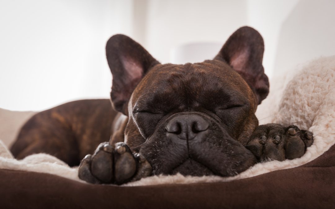 Is Your Dog Snoring? Common Causes and Hidden Health Risks