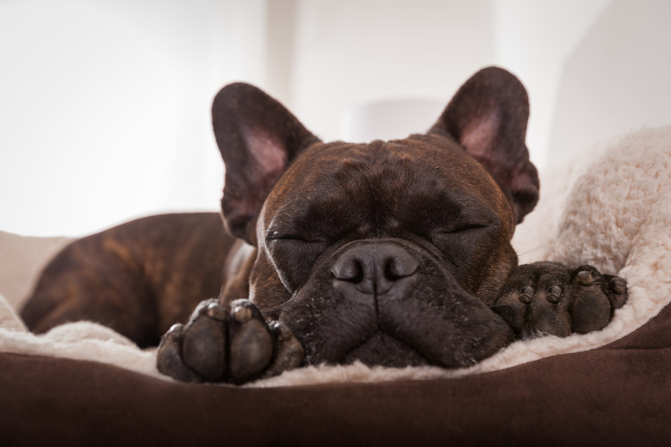 Is Your Dog Snoring? Common Causes and Hidden Health Risks
