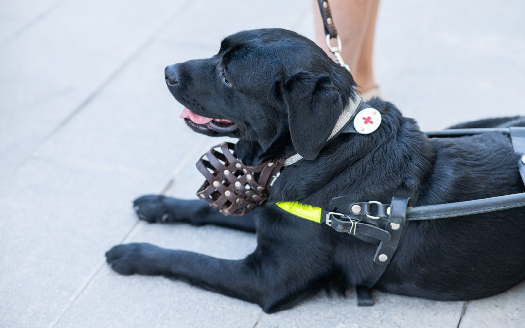 Types of Service Dogs and the Unique Tasks They Perform