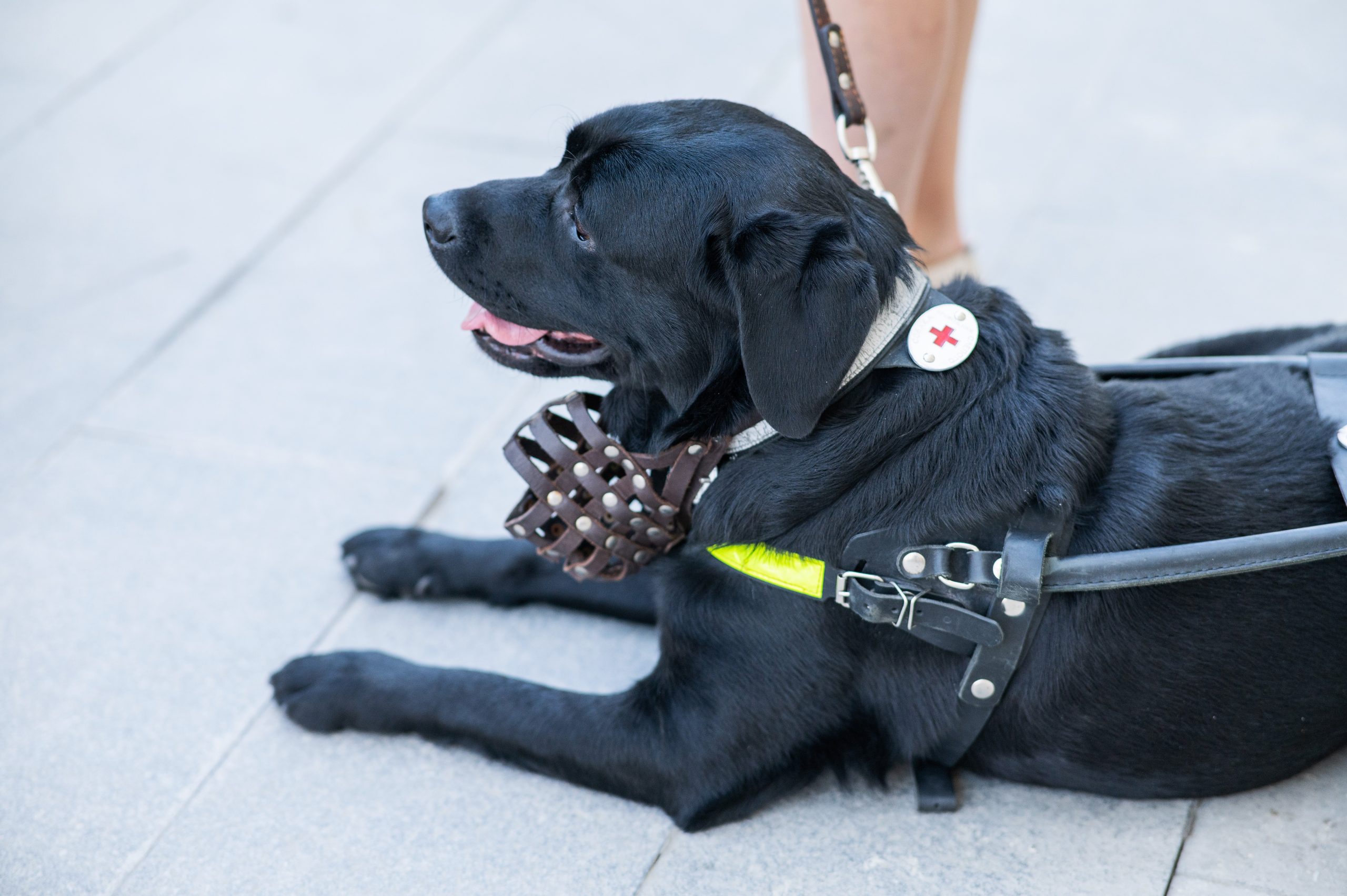 Types of Service Dogs and the Unique Tasks They Perform