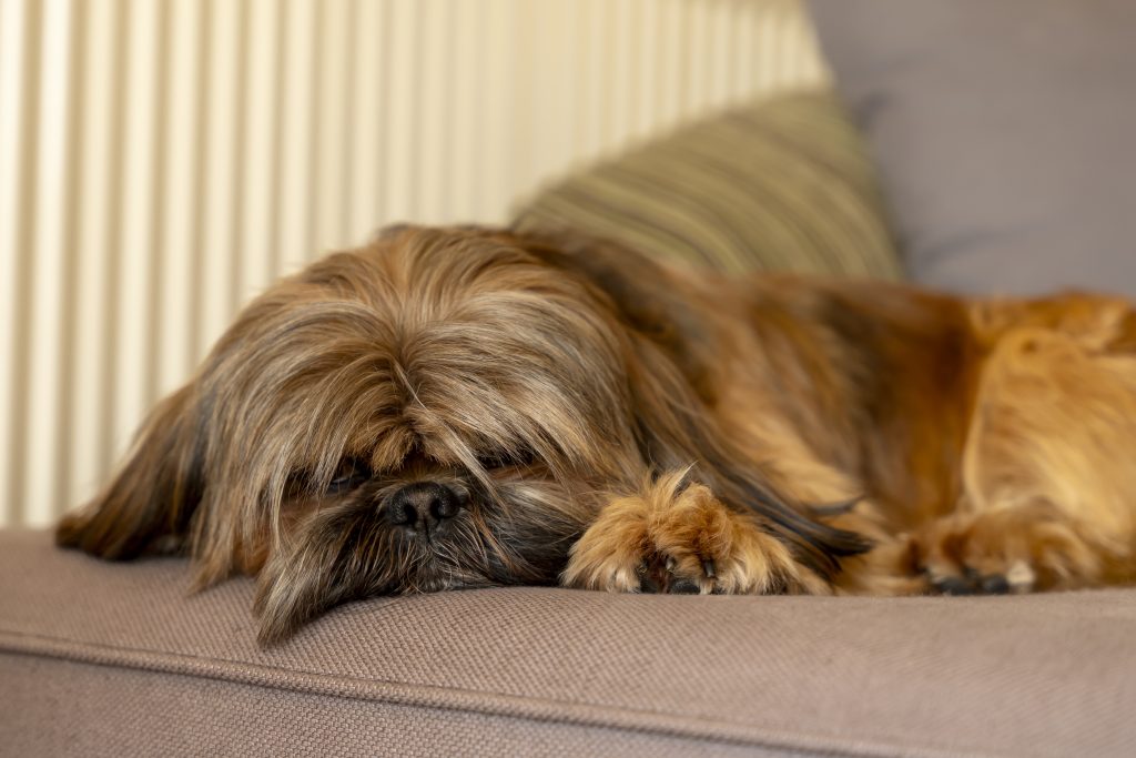 54658688 shih tzu dog sleeping on the sofa at home free and happy time with pets at home concept