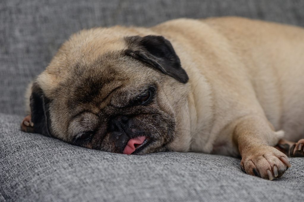 Is Your Dog Snoring? Common Causes and Hidden Health Risks