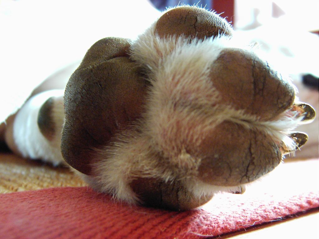 65686452 joschis paw
