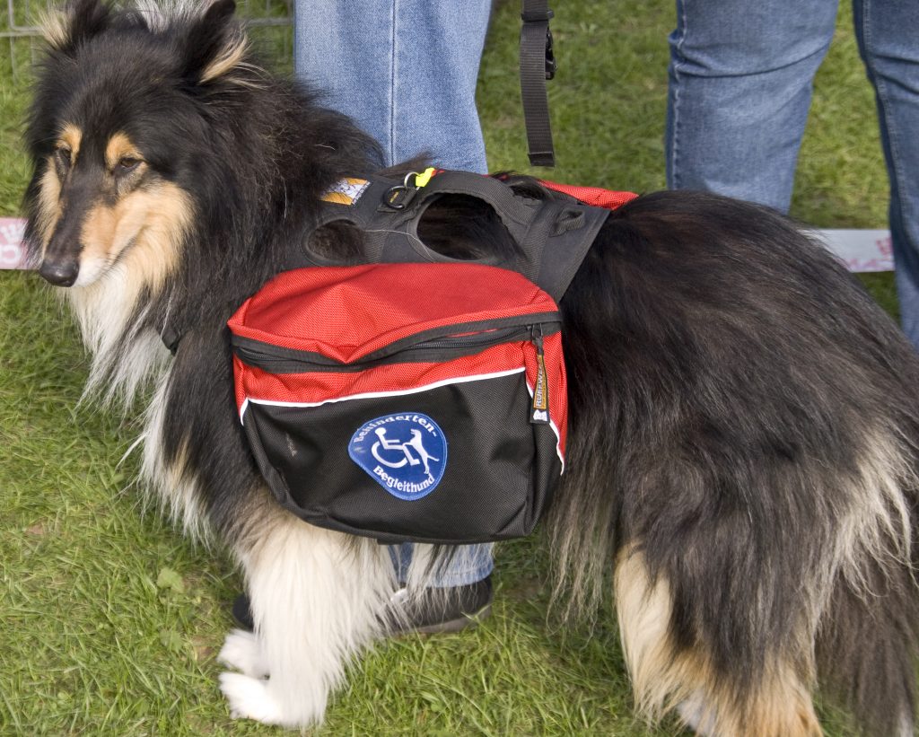 Types of Service Dogs and the Unique Tasks They Perform