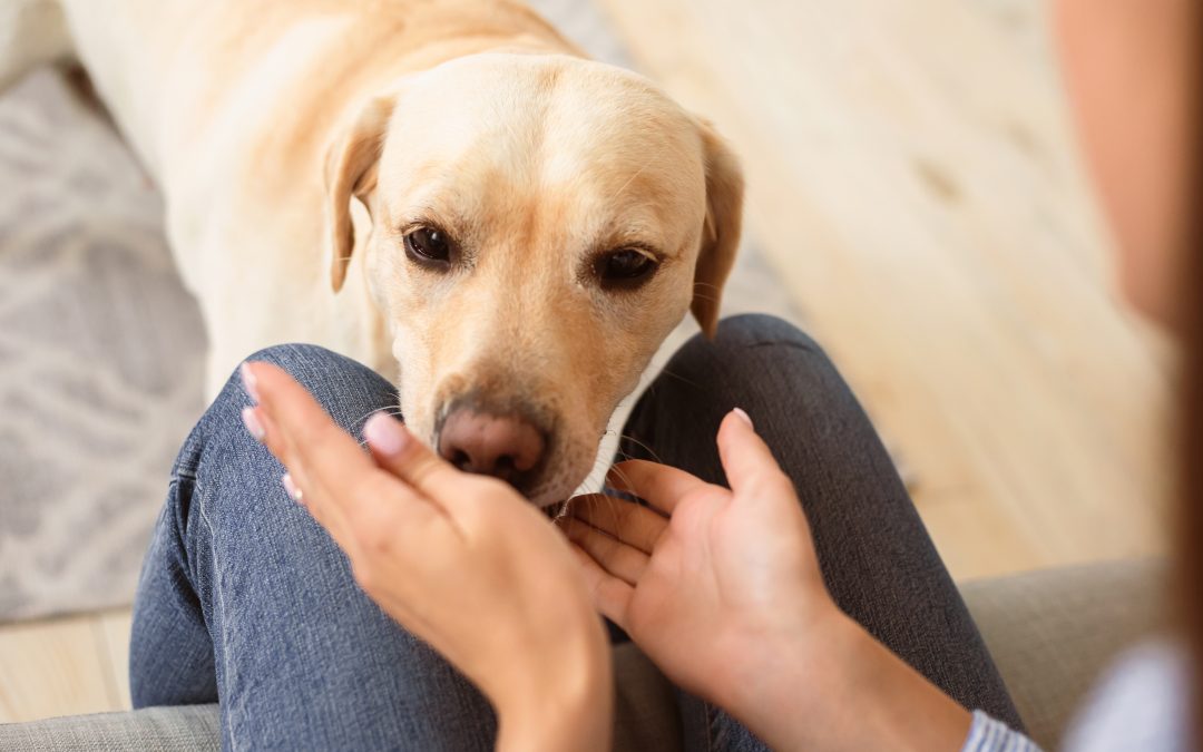 10 Amazing Things Dogs Can Smell That Humans Can’t