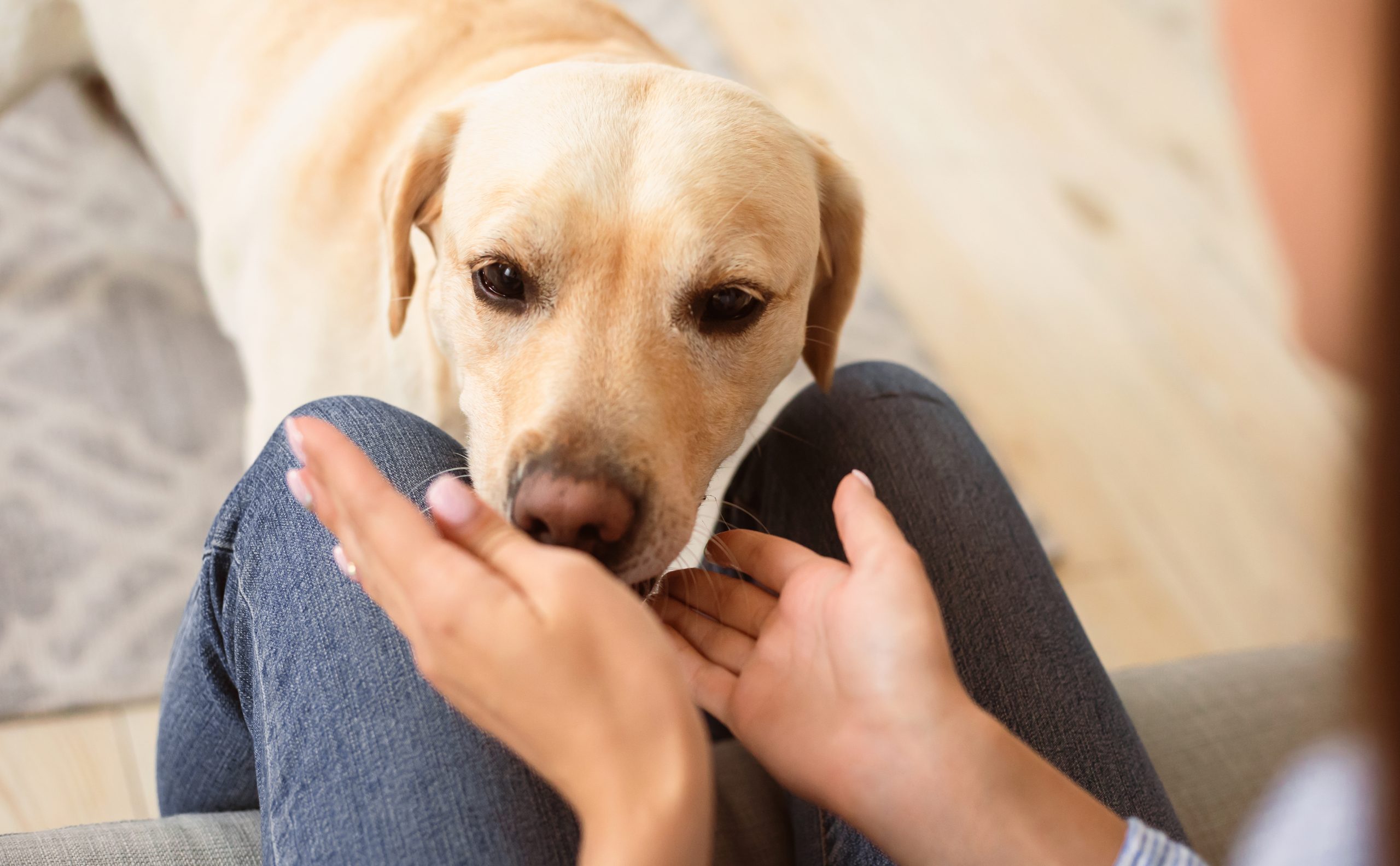 10 Amazing Things Dogs Can Smell That Humans Can’t