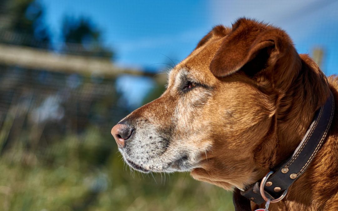 Top Signs of Aging in Dogs Every Pet Owner Should Know