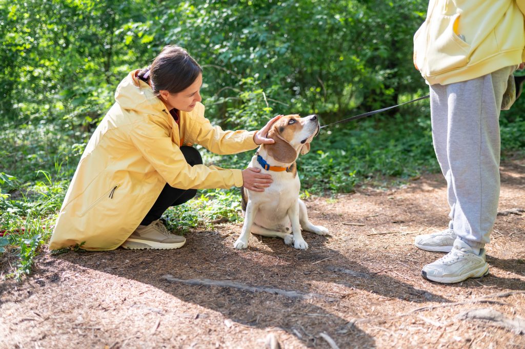 a woman stranger pets a beagle walking with its ow 2025 08 27 07 38 59 utc