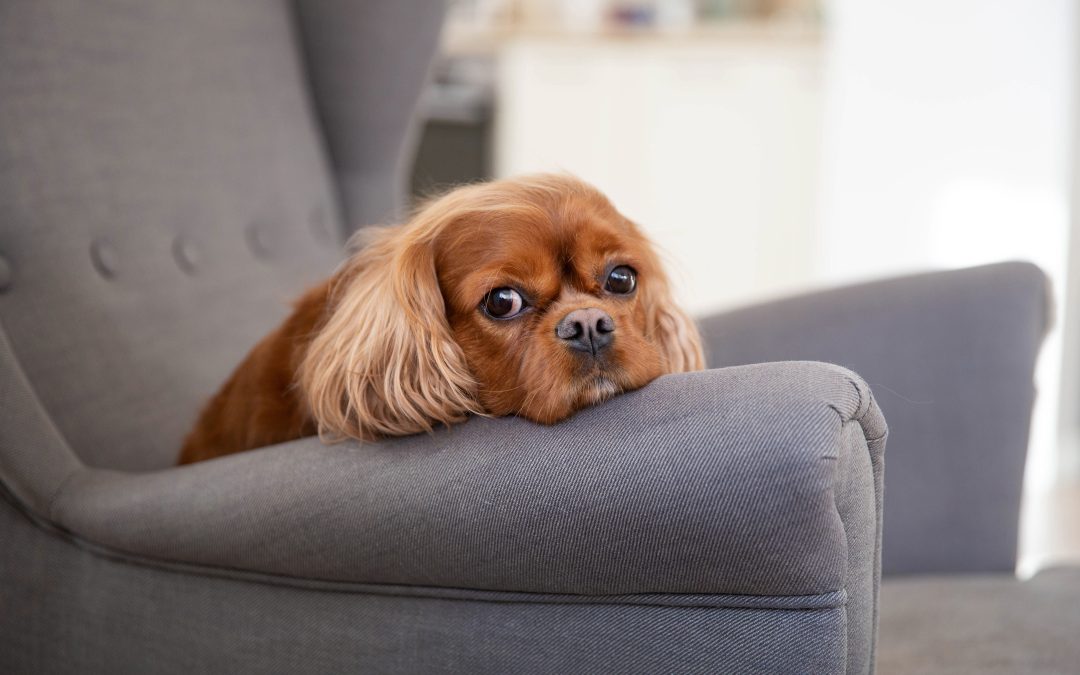 Dog Boredom Signs and How to Keep Your Pup Engaged