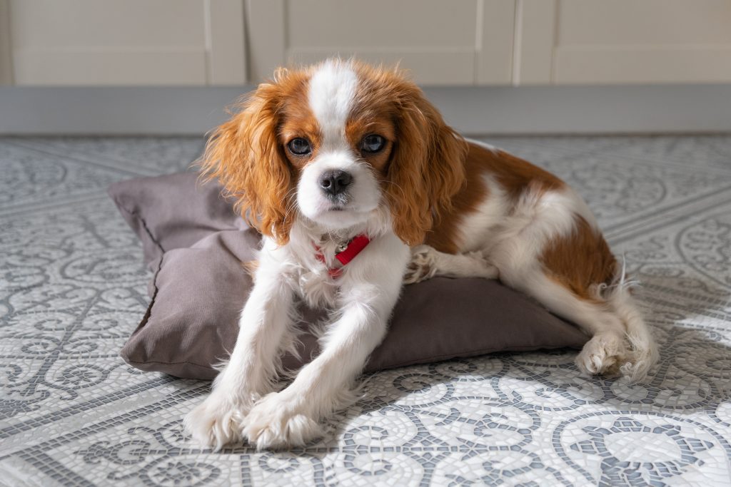 7 Common Traits of an Introvert Dog Every Owner Should Know 2 close up portrait of cute dog puppy cavalier king 2025 01 09 01 55 28 utc