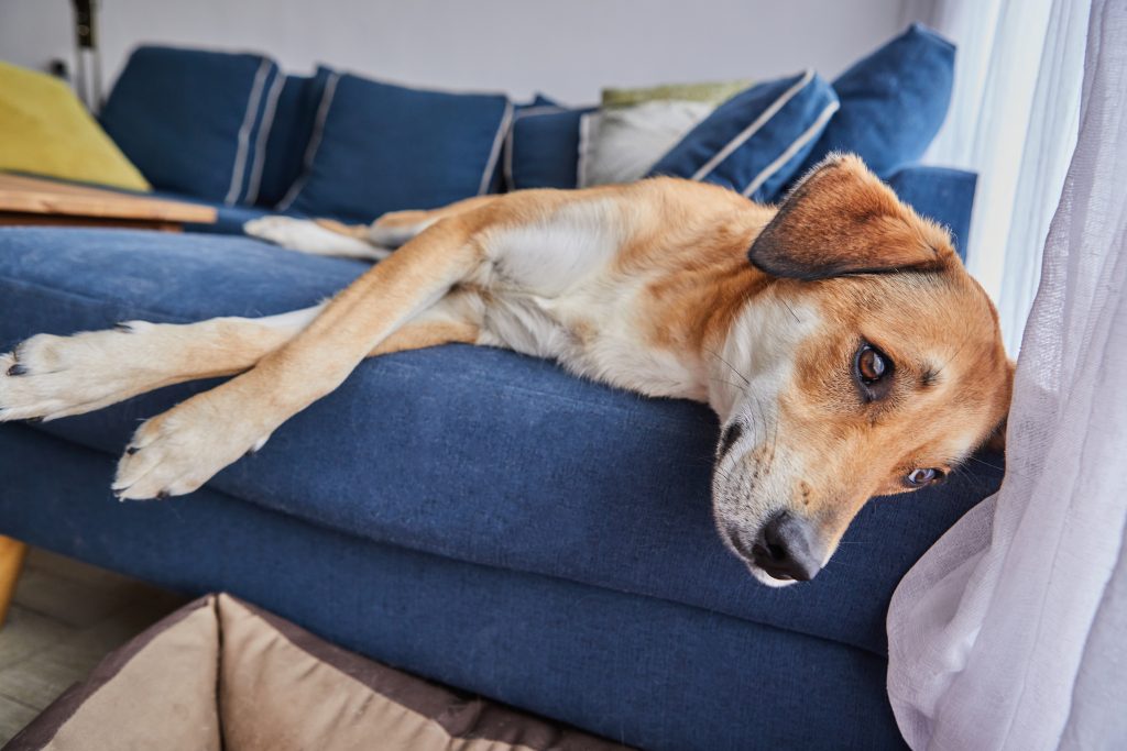cute red dog with big ears is lying on the couch 2025 03 09 10 00 03 utc