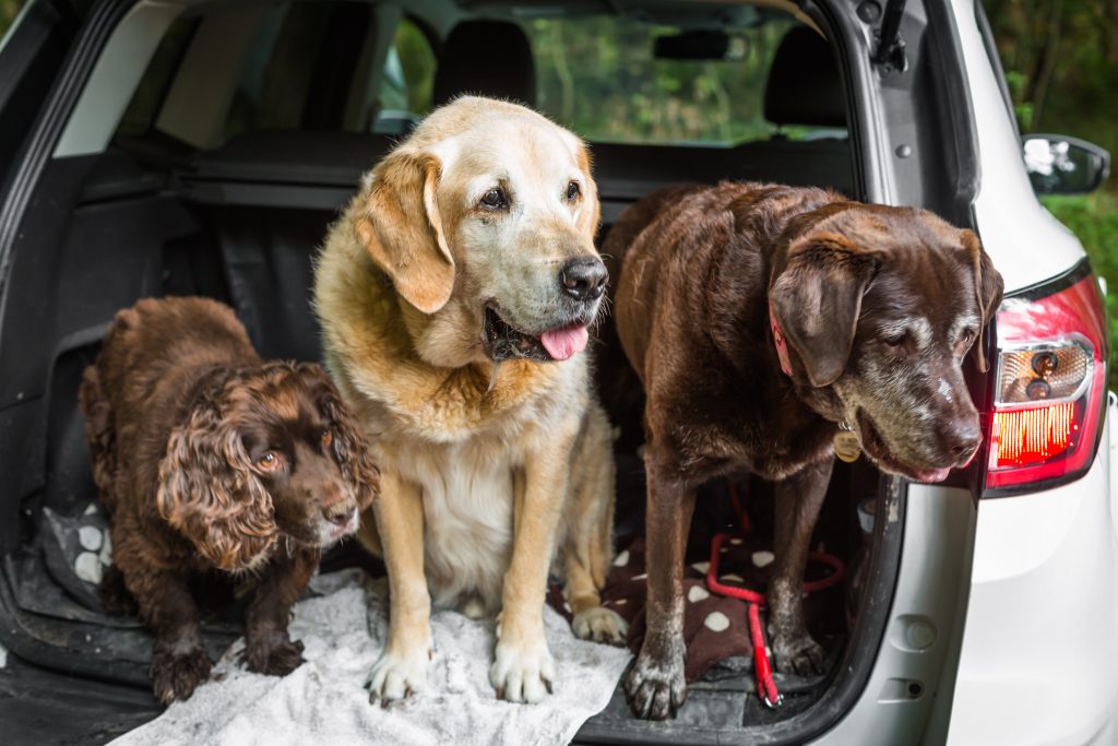 family pets with three fogs in open boot of car 2024 11 28 12 12 27 utc