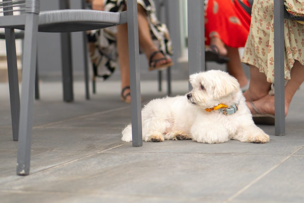 7 Common Traits of an Introvert Dog Every Owner Should Know 1 relaxing at a beach house with a pet dog 2025 03 06 00 17 13 utc