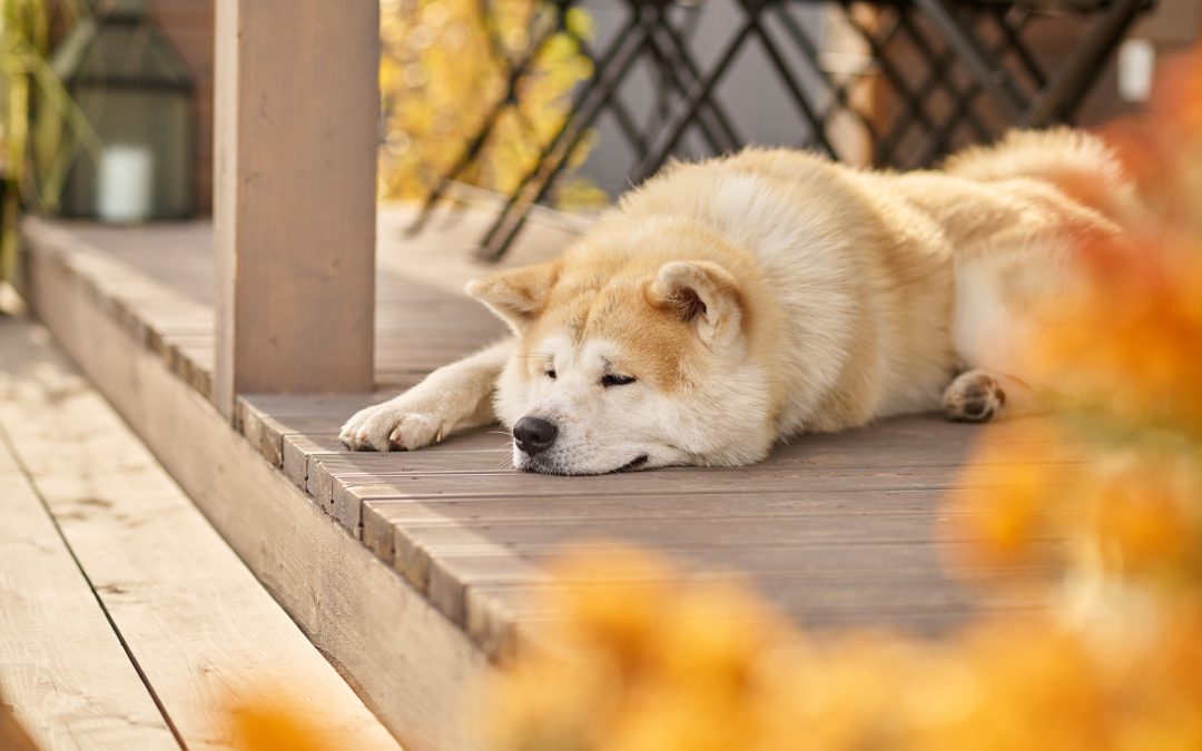 7 Common Traits of an Introvert Dog Every Owner Should Know