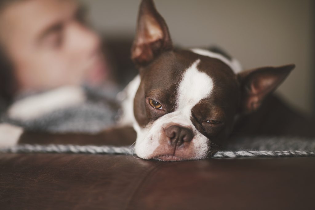 sleepy boston terrier and man resting on armchair 2025 04 04 11 25 31 utc