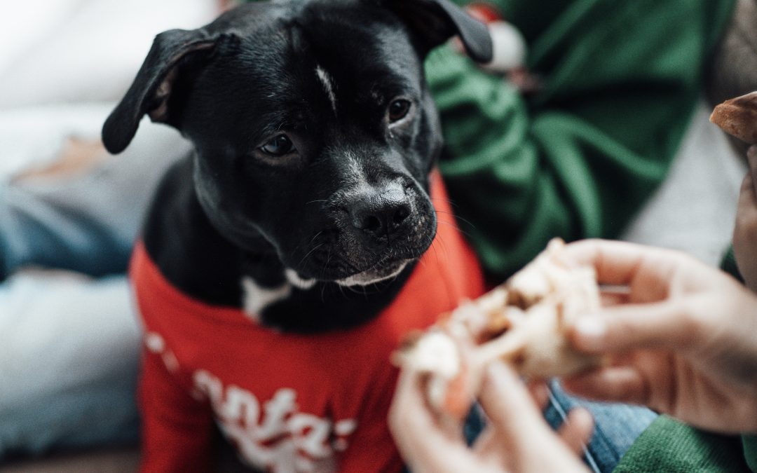 Why Salt in Dog Food is Harmful and How to Avoid It