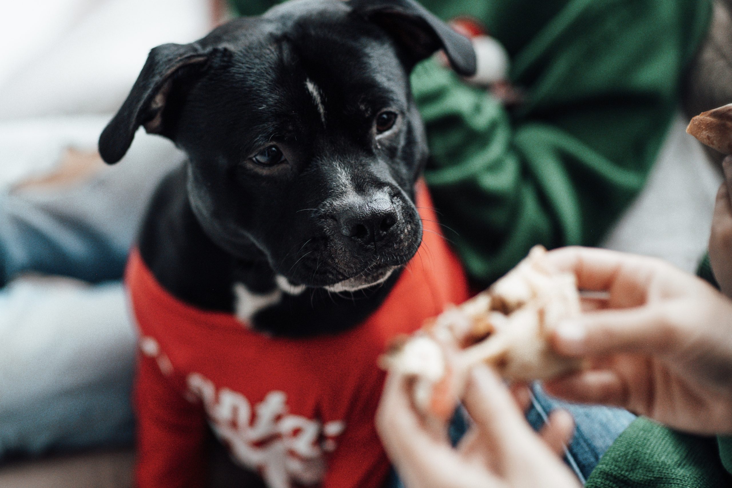 Why Salt in Dog Food is Harmful and How to Avoid It