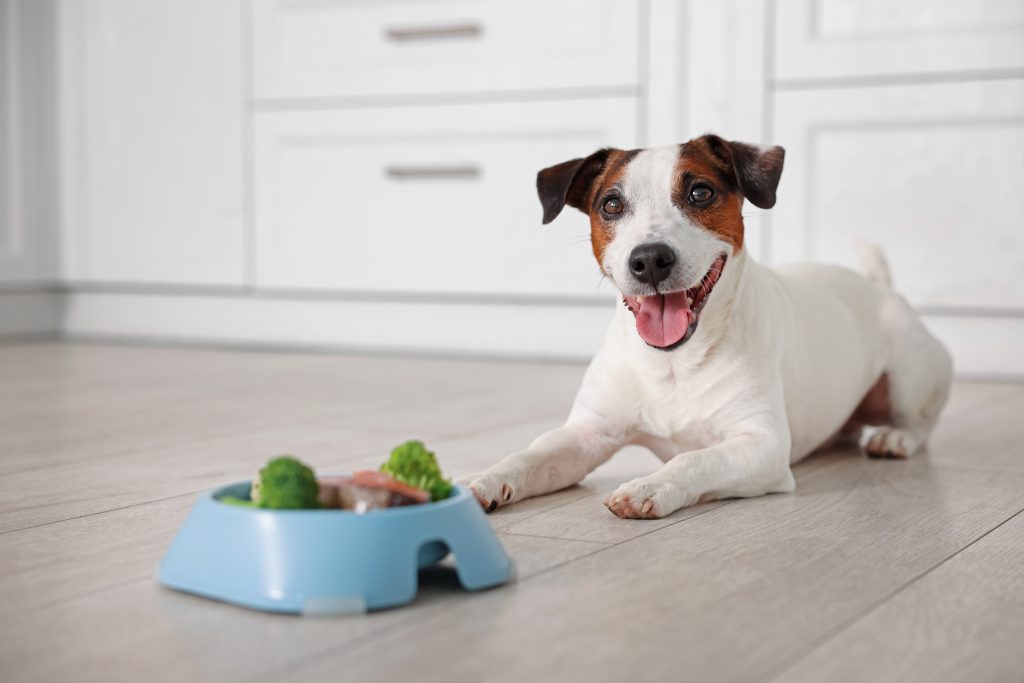 cute dog and bowl with fresh natural products on f 2025 11 23 00 23 09 utc