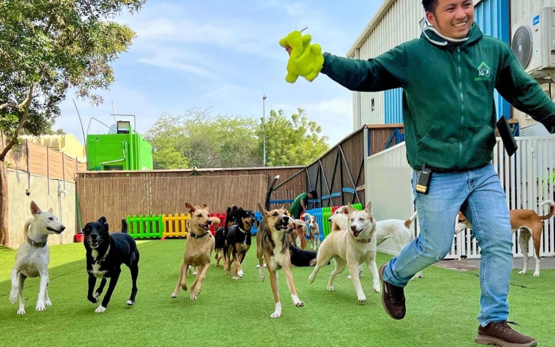What Makes a Good Dog Daycare? 7 Signs to Look For