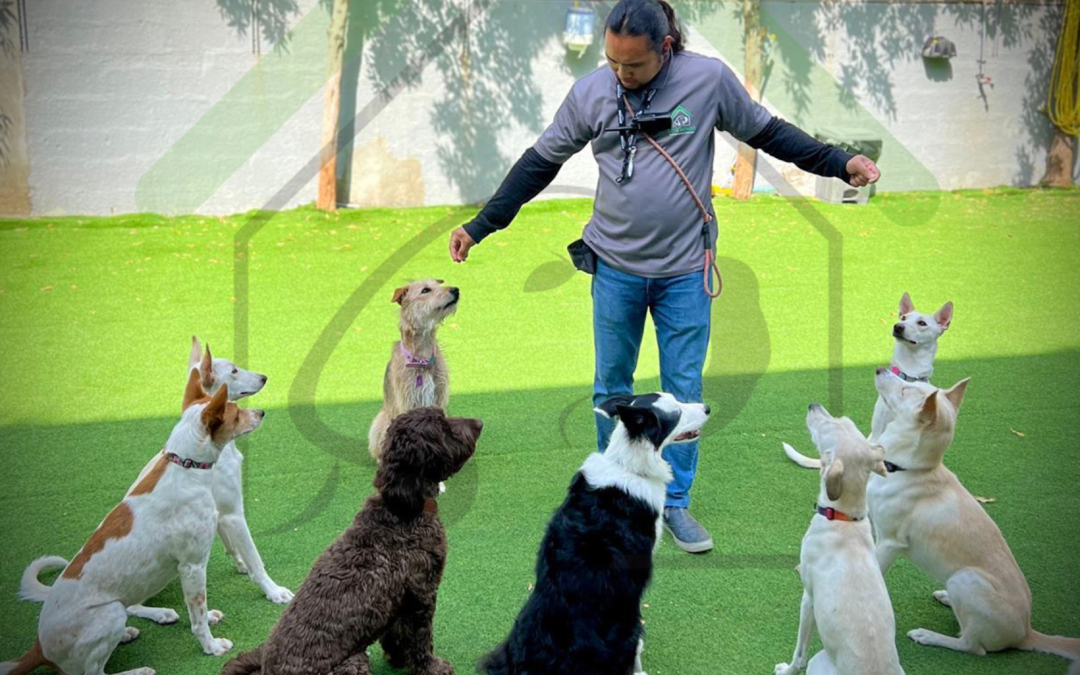 Understanding Dog Temperament: Traits and Behavior